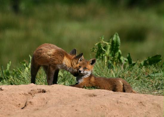 Fox <i>Vulpes vulpes</i>